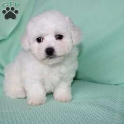 Snowball/Bichon Frise									Puppy/Female														/8 Weeks,Meet Snowball the fluffy white puppy who has a snow white coat that is soft and curly! This adorable little puppy comes up to date on shots and dewormer and is vet checked. Snowball is well socialized with children and family raised. If you are searching for a hypoallergenic little pup who is friendly and sweet contact Mary today! 