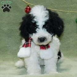 Oreo F1B/Mini Goldendoodle									Puppy/Male																/October 8th, 2024,Hello! Furever Friend!! I am Oreo a beautiful Black n white mini Goldendoodle puppy looking for a new furever home. I come to you with a sweet, loving puppyality and lots of puppy kisses!! I am Hypo Allergenic and none shedding!! I’ll come vet checked, dewormed, and up to date on all vaccines! I will grow to be approx. 20# at full grown age. I am well socialized and love being around kids! My Mom is Jenny a sweet and gentle Goldendoodle and Dad is Nimbo a Mini Poodle. Call or text Fran at to find out more about how you can adopt me into my new furever home. Shipping is available anywhere in the US. A one year health guarantee is included as well.