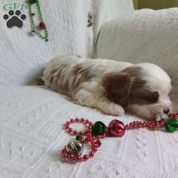 NICKOLAS/Cavalier King Charles Spaniel									Puppy/Male																/6 Weeks,LOOK At ME! ARE You LOOKING For The PERFECT Christmas gift?A healthy happy friendly fluffy puppy.Retired farmers who spend lots of time with our fluffy friends. Come meet me or I can be transported to your front door for a small additional fee.Text or call for more info.