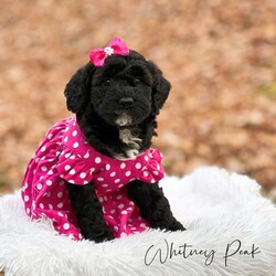 Whitney Peak/Mini Goldendoodle									Puppy/Female														/October 17th, 2024,Are you looking for the perfect Christmas present for you and your family? Meet Whitney Peak, an adorable mini golden doodle puppy! She is a very sweet little girl! She loves giving kisses & spending time with her humans! She spends most of her time in her family’s living room playing with her siblings and taking naps snuggled up with them! She has 2 sisters and 2 brothers! We would love for you to come and sit down in the living room and meet Whitney and her siblings and spend some time playing with them! She will be dewormed, have had her first vaccine, and vet checked by the time of pickup! We are asking $1250 and take a $300 deposit to reserve her! 