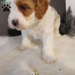 Elf/Cavapoo									Puppy/Male																/8 Weeks,hi i am Elf (F1 cavapoo) i am the sweetest little pup, im here for all the belly rubs, but you can usually find me running and playing with the kids 