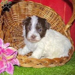 Dawn/Havanese									Puppy/Female														/7 Weeks, Dawn is a gorgeous little chocolate and white Akc registered havanese puppy! Up to date with all shots and dewormings and comes with a health guarantee! Was born 10/31/24. Family raised and well socialized. Ask us about our delivery options! Contact us today to reserve your new family member!