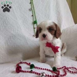 NICKOLAS/Cavalier King Charles Spaniel									Puppy/Male																/6 Weeks,LOOK At ME! ARE You LOOKING For The PERFECT Christmas gift?A healthy happy friendly fluffy puppy.Retired farmers who spend lots of time with our fluffy friends. Come meet me or I can be transported to your front door for a small additional fee.Text or call for more info.