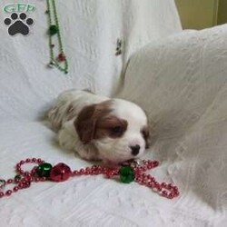 NICKOLAS/Cavalier King Charles Spaniel									Puppy/Male																/6 Weeks,LOOK At ME! ARE You LOOKING For The PERFECT Christmas gift?A healthy happy friendly fluffy puppy.Retired farmers who spend lots of time with our fluffy friends. Come meet me or I can be transported to your front door for a small additional fee.Text or call for more info.