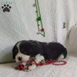 BIITZEN/Cavalier King Charles Spaniel									Puppy/Male																/6 Weeks,LOOK At ME! ARE YOU LOOKING For the PERFECT Christmas gift? A healthy happy friendly fluffy puppy.Retired farmers who spend lots of time with our fluffy friends.come meet me or I can be transported to your front door for a small additional fee. Text or call for more info.