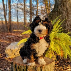 Holly/Mini Bernedoodle									Puppy/Female														/September 16th, 2024,Meet our sweet Holly! Have you ever seen a more perfect tri color bernedoodle? Holly has a loving,calm personality and is amazing with children. Imagine this cutie under your tree Christmas morning! Holly is expected to mature at 30 to 40lb. 