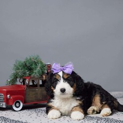 Cheyenne/Mini Bernedoodle									Puppy/Female														/7 Weeks,Meet Cheyenne, a sweet Mini Bernedoodle with a heart full of love and a playful spirit! Raised in a warm, family setting, she’s well-socialized and ready to become the newest member of your family. Cheyenne has been vet-checked, microchipped, and is up-to-date on all her vaccines and dewormer to ensure she’s happy and healthy. Her gentle nature makes her perfect for kids or anyone looking for a loyal companion. Cheyenne is waiting to bring joy, snuggles, and lots of tail wags to her forever home. Don’t wait—she’s ready to make memories with you today!