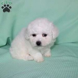 Snowball/Bichon Frise									Puppy/Female														/8 Weeks,Meet Snowball the fluffy white puppy who has a snow white coat that is soft and curly! This adorable little puppy comes up to date on shots and dewormer and is vet checked. Snowball is well socialized with children and family raised. If you are searching for a hypoallergenic little pup who is friendly and sweet contact Mary today! 