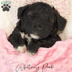 Whitney Peak/Mini Goldendoodle									Puppy/Female														/October 17th, 2024,Are you looking for the perfect Christmas present for you and your family? Meet Whitney Peak, an adorable mini golden doodle puppy! She is a very sweet little girl! She loves giving kisses & spending time with her humans! She spends most of her time in her family’s living room playing with her siblings and taking naps snuggled up with them! She has 2 sisters and 2 brothers! We would love for you to come and sit down in the living room and meet Whitney and her siblings and spend some time playing with them! She will be dewormed, have had her first vaccine, and vet checked by the time of pickup! We are asking $1250 and take a $300 deposit to reserve her! 