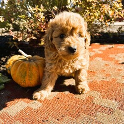 Tootsie/Mini Goldendoodle									Puppy/Female														/11 Weeks,Meet Tootsie!  She is raised on our family farm around small children and other animals. She is up to date on vaccinations and deworming.  She has been vet checked and comes with a 30 day health guarantee. The father is a 12 lb mini Blue Merle poodle and the mother is a 15 lb mini golden doodle. If you are interested please feel free to call or email us anytime. (We are closed Sundays).