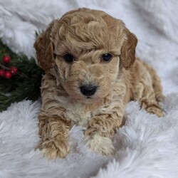 Honey/Bich-Poo									Puppy/Female														/6 Weeks,Hi !!! I’m Honey a very playful puppy looking for someone to take my puppy kisses !!! If you are ready to love on me call Rebecca!!! She will be happy to call or text!