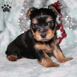 David/Yorkie									Puppy/Male																/7 Weeks,Meet David the tiny Yorkie puppy with a sweet and frisky disposition! This little cutie would love to be your new pocketbook puppy and go everywhere with you. He loves attention and is already very well socialized and spoiled! David is up to date on shots and dewormer and vet checked! If you are interested in learning more about our little Yorkie puppy contact us today!