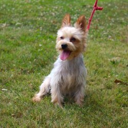 David/Yorkie									Puppy/Male																/7 Weeks,Meet David the tiny Yorkie puppy with a sweet and frisky disposition! This little cutie would love to be your new pocketbook puppy and go everywhere with you. He loves attention and is already very well socialized and spoiled! David is up to date on shots and dewormer and vet checked! If you are interested in learning more about our little Yorkie puppy contact us today!