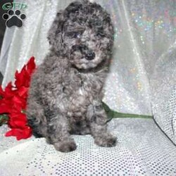 Blossom/Miniature Poodle									Puppy/Female														/8 Weeks,Are you a Poodle enthusiest who is seeking a well bred Miniature Poodle puppy from parents with excellent health? We have been specializing in Miniature Poodles for years and focus on bettering the breed through genetic testing! Our entire family helps to socialize each puppy so that the pups will have a smoother transition from our family to yours! Each puppy is vet checked and comes up to date on shots and dewormer. If you are interested in learning more about our puppies contact us today! 