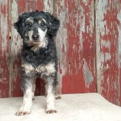 Snickers/Shih-Poo									Puppy/Male																/8 Weeks, With a luxuriously soft coat and sparkling, curious eyes, Snickers is ready to capture your heart and fill your home with joy. This delightful mix of Shih Tzu and Poodle combines the best traits of both breeds—affectionate, playful, and oh-so-sweet.