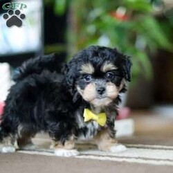 Snickers/Shih-Poo									Puppy/Male																/8 Weeks, With a luxuriously soft coat and sparkling, curious eyes, Snickers is ready to capture your heart and fill your home with joy. This delightful mix of Shih Tzu and Poodle combines the best traits of both breeds—affectionate, playful, and oh-so-sweet.