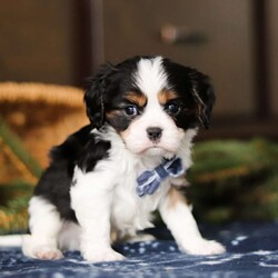 Teddy/Cavalier King Charles Spaniel									Puppy/Male																/6 Weeks,Meet Teddy, the energetic little AKC Cavalier King Charles Spaniel who’s full of life and the sweetest personality! Full of courage and curiosity, he’s always ready for an adventure whether it’s exploring his surroundings or chasing after his favorite toys. His playful and lively nature is perfectly balanced by his loyal streak, making him as feisty as he is affectionate. He is sure to bond deeply with his new family, showering them with love and cuddles, and he will be the happiest when he’s by their side.