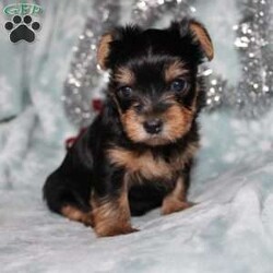 David/Yorkie									Puppy/Male																/7 Weeks,Meet David the tiny Yorkie puppy with a sweet and frisky disposition! This little cutie would love to be your new pocketbook puppy and go everywhere with you. He loves attention and is already very well socialized and spoiled! David is up to date on shots and dewormer and vet checked! If you are interested in learning more about our little Yorkie puppy contact us today!