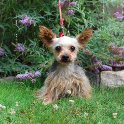 David/Yorkie									Puppy/Male																/7 Weeks,Meet David the tiny Yorkie puppy with a sweet and frisky disposition! This little cutie would love to be your new pocketbook puppy and go everywhere with you. He loves attention and is already very well socialized and spoiled! David is up to date on shots and dewormer and vet checked! If you are interested in learning more about our little Yorkie puppy contact us today!