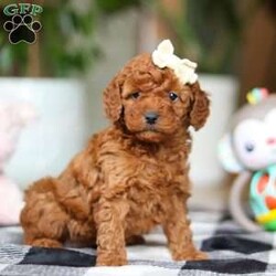 Heather/Miniature Poodle									Puppy/Female														/7 Weeks,Meet Heather, the beautiful Standard Poodle with a personality as bright as her curly coat! Heather’s soft, luxurious curls bounce with every joyful step, and her expressive eyes sparkle with curiosity and affection. This stunning girl is as playful as she is charming, always ready for fun-filled adventures or quiet cuddles by your side. Her love for learning and eagerness to please make her the perfect partner for training sessions and new tricks—she’s sure to impress her favorite humans!