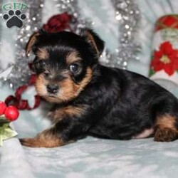 David/Yorkie									Puppy/Male																/7 Weeks,Meet David the tiny Yorkie puppy with a sweet and frisky disposition! This little cutie would love to be your new pocketbook puppy and go everywhere with you. He loves attention and is already very well socialized and spoiled! David is up to date on shots and dewormer and vet checked! If you are interested in learning more about our little Yorkie puppy contact us today!