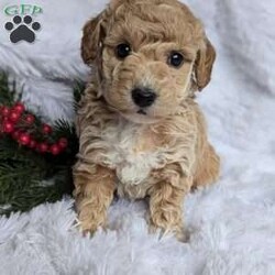 Honey/Bich-Poo									Puppy/Female														/6 Weeks,Hi !!! I’m Honey a very playful puppy looking for someone to take my puppy kisses !!! If you are ready to love on me call Rebecca!!! She will be happy to call or text!