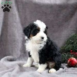 Harper/Mini Bernedoodle									Puppy/Female														/8 Weeks,Meet Harper, a bubbly Mini Bernedoodle puppy. This well-socialized pup is vet checked and up to date on shots & wormer plus the breeder provides a 1-year genetic health guarantee for her. To learn more about this very sweet gal, call the breeder today!