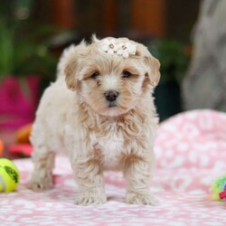 Monica/Maltipoo									Puppy/Female														/7 Weeks,Monica is the sweetest Maltipoo puppy around! With her expressive face and twinkling puppy dog eyes, she’s used to getting her way. This little sweetheart has everyone wrapped around her tiny paw! Her soft, silky coat and playful personality are just a few of her winning qualities. Highly trainable, focused, and irresistibly adorable, Maltipoos are perfect for family life. As a delightful mix of the charming Maltese and the hypoallergenic Poodle, Monica embodies all the best traits of both breeds. If you’re looking for a pup who can keep up with the fast-paced and ever-changing schedule of a family with kids, she’s the perfect match. We prioritize socializing our puppies from the moment they are born, ensuring they join their new homes with a confident and adaptable demeanor. These pups are mellow and even-tempered, making them a joy to have around. 