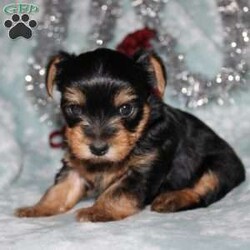 David/Yorkie									Puppy/Male																/7 Weeks,Meet David the tiny Yorkie puppy with a sweet and frisky disposition! This little cutie would love to be your new pocketbook puppy and go everywhere with you. He loves attention and is already very well socialized and spoiled! David is up to date on shots and dewormer and vet checked! If you are interested in learning more about our little Yorkie puppy contact us today!