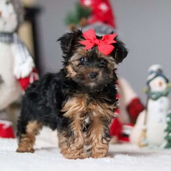 Chloe/Yorkie Poo									Puppy/Female														/10 Weeks,Meet Chloe, the most darling little Yorkiepoo you’ll ever encounter! With her soft, black & tan coat and twinkling eyes, she’s a picture of pure charm. She boasts a spunky yet sweet personality, she loves cozy snuggles as much as she does active play sessions. This little Yorkiepoo has inherited the best traits from its Poodle and Yorkshire Terrier heritage. Poodles are known for their intelligence, liveliness, and hypoallergenic qualities, while Yorkies are often described as loyal, confident, and feisty. Chloe is the ideal blend of sweetness and sass, making her an irresistible companion for anyone fortunate enough to call her their own!