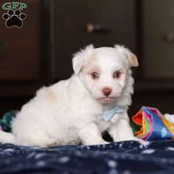 Joey/Havanese									Puppy/Male																/6 Weeks,Meet Joey, the energetic little AKC Havanese who’s full of life and brimming with the sweetest personality! Full of courage and curiosity, he’s always ready for an adventur whether it’s exploring his surroundings, playing fetch, or chasing after his favorite toys. Joey’s playful and lively nature is perfectly balanced by his loyal streak, making him as spunky as he is affectionate. He’s sure to bond deeply with his new family, showering them with love and cuddles, and he’ll be happiest when he’s by their side.