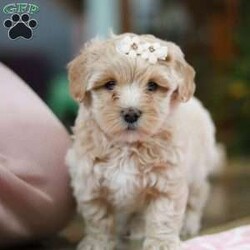 Monica/Maltipoo									Puppy/Female														/7 Weeks,Monica is the sweetest Maltipoo puppy around! With her expressive face and twinkling puppy dog eyes, she’s used to getting her way. This little sweetheart has everyone wrapped around her tiny paw! Her soft, silky coat and playful personality are just a few of her winning qualities. Highly trainable, focused, and irresistibly adorable, Maltipoos are perfect for family life. As a delightful mix of the charming Maltese and the hypoallergenic Poodle, Monica embodies all the best traits of both breeds. If you’re looking for a pup who can keep up with the fast-paced and ever-changing schedule of a family with kids, she’s the perfect match. We prioritize socializing our puppies from the moment they are born, ensuring they join their new homes with a confident and adaptable demeanor. These pups are mellow and even-tempered, making them a joy to have around. 