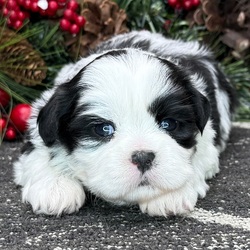 Karlo/Shih Tzu/Male/4 weeks