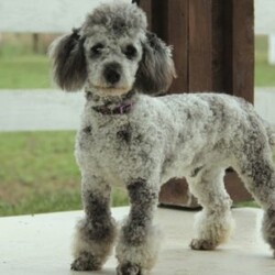 Landon/Mini Labradoodle									Puppy/Male																/October 31st, 2024,Meet Landon, an energetic and playful F1BB Mini Labradoodle ready to join your family! Well-socialized and family-raised with children, Landon is great with kids and full of fun. He’s vet-checked, up-to-date on shots and wormer, and comes with a 30-day health guarantee. Both of his parents are available to meet, so you can see where his amazing temperament comes from. If you’re looking for a loving, happy puppy, Landon is the one! Call the breeder today for more info or to meet him!