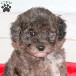 Landon/Mini Labradoodle									Puppy/Male																/October 31st, 2024,Meet Landon, an energetic and playful F1BB Mini Labradoodle ready to join your family! Well-socialized and family-raised with children, Landon is great with kids and full of fun. He’s vet-checked, up-to-date on shots and wormer, and comes with a 30-day health guarantee. Both of his parents are available to meet, so you can see where his amazing temperament comes from. If you’re looking for a loving, happy puppy, Landon is the one! Call the breeder today for more info or to meet him!