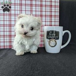 Tiny Snowball/Maltese									Puppy/Male																/7 Weeks,Meet Snowball a tiny  fluffy Maltese! Just in time for Christmas Snowball is a  playful little pup and well socialized! He is micro chipped up to date on he’s shots and dewormer and will be vet checked before going to he’s new home! Call Katie today to find out more about this sweetheart! 