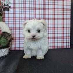 Tiny Snowball/Maltese									Puppy/Male																/7 Weeks,Meet Snowball a tiny  fluffy Maltese! Just in time for Christmas Snowball is a  playful little pup and well socialized! He is micro chipped up to date on he’s shots and dewormer and will be vet checked before going to he’s new home! Call Katie today to find out more about this sweetheart! 