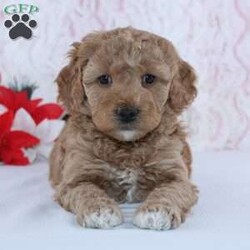 Idella/Mini Goldendoodle									Puppy/Female														/6 Weeks,To contact the breeder about this puppy, click on the “View Breeder Info” tab above.