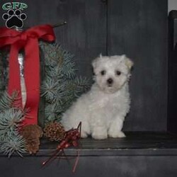 Holly/Maltese									Puppy/Female														/October 16th, 2024,Holly is an adorable Maltese puppy looking for her forever home! This cute, fluffy, and playful girl is family-raised with children and well-socialized, making her the perfect companion for any family. Holly has been vet-checked, up-to-date on vaccinations and dewormer, and comes with a 30-day health guarantee from the breeder. She is also ACA-registrable. If you’re ready to bring this darling puppy into your life, call the breeder today for more information!