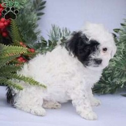 Zendaya/Toy Poodle									Puppy/Female														/8 Weeks,TOY POODLE puppies now available for the 2024 Christmas season! These adorable tiny babies are looking for there new forever homes with you and your family today! Each puppy goes to there new home Vet checked with full documentation provided and a health guarantee! Both puppies parents are here on site to meet along with all current puppies available from this litter. If you’d like more information or to schedule an appointment to meet one of them please contact us today!