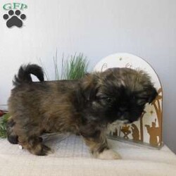 Lacey/Shih Tzu									Puppy/Female														/October 26th, 2024,Meet Lacey!  A sweet,  cuddly Shih-Tzu puppy looking for a good home.  She is family raised, non kennel and child friendly.  Will be vet checked and up to date with shots and wormer.  Mother is available for you to meet. 