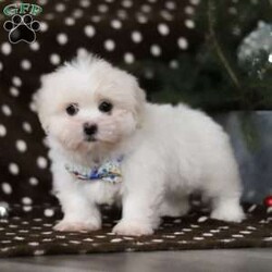 Carson/Lhasa Apso									Puppy/Male																/9 Weeks,Say hello to Carson! He is the most adorable ACA Lhasa Apso pup with a heart as big as his fluffy coat! This little bundle of joy is ready to bring love, laughter, and endless cuddles to your home. With his bright, expressive eyes and charming personality, Carson is guaranteed to win your heart in no time. Lhasas are known for their loyalty and intelligence, making them the perfect companions for families or individuals alike. Carson absolutely loves being pampered and will happily follow you wherever you go, always ready for snuggles or a fun game. Spend a little time with Carson, and you’ll find a best friend for life! Carson will be joining his new family with: • His very first vet exam already completed • Microchipped for his safety • Current on all necessary vaccines and dewormer • Our one-year genetic health guarantee • ACA registration paperwork Carson’s sweet momma, Connie, is a precious 12 lb Lhasa Apso with a heart of gold and the gentlest personality. She’s been an amazing mom to her babies. Jimmy his dad, a playful and goofy 13 lb Lhasa, keeps us all entertained with his fun-loving personality. If you have any questions or would like to schedule a visit, feel free to call me anytime Monday through Saturday. I look forward to helping Carson find his forever family! -Susan 