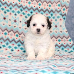 Quack/Teddy Bear									Puppy/Male																/7 Weeks,Here comes a playful F1 Shichon/Teddy Bear puppy who is already started on potty training and crate training!  This pup will be small as an adult since the parents were only 9lbs and 10lbs. This cutie is born to parents who are Genetically Tested for over 215 hereditary issues and their results show that this litter of puppies will not have any issues that will adversely affect their health. While other Shichons may suffer from health issues as they age, this pup has no predispositions to Bichon or Shih Tzu health concerns!  Each pup in this litter is up to date on shots and dewormer and vet checked! We offer the option for  a 1 Year Genetic Health Guarantee! This puppy can have ICA papers and be microchipped for an extra fee! 