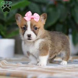 Faith/Pembroke Welsh Corgi									Puppy/Female														/7 Weeks,Meet Faith, the charming Pembroke Welsh Corgi who’s ready to bring joy, laughter, and unconditional love into your home! With her signature perky ears, fluffy coat, and those irresistibly stubby legs, she is the picture of Corgi perfection. Her playful personality is contagious—whether she’s chasing after her favorite ball, exploring the backyard, or mastering new tricks, she approaches every moment with enthusiasm. And when the fun winds down, she transforms into the ultimate cuddle companion, ready to share cozy snuggles.