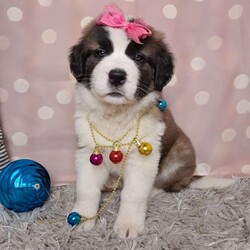 Angel/Saint Bernard									Puppy/Female														/8 Weeks,Say hello to these sweet saint Bernard puppies. They are so full of love. Just waiting to cuddle with you. They are so cute. Teddy bears that’s what I love about saint Bernard. There’s a big furry  and so friendly. These saint bernard puppies come up to date on Vaccination and deworming also microchip and akc Register. I would love for you to call or text leah  and schedule an appointment. I would love for you to come meet my beautiful saint bernards ..