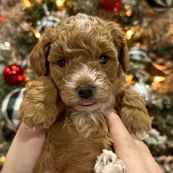 Chubs/Cavapoo									Puppy/Male																/6 Weeks,F2 mini cavapoo. ENS trained. Raised in a loving home. Potty training and stair training has started. The most loveable cuddly puppy ever. Hypoallergenic. Double curl fur, and beautiful unique white markings. Very calm demeanor and extremely chill, but also very playful and lively when encouraged. Unique white markings on chin, forehead, chest and tummy, and paws. Strong, robust and healthy. Both parents are also very well trained and calm, lovable pets.