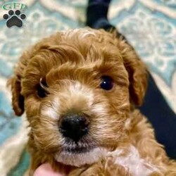 Chubs/Cavapoo									Puppy/Male																/6 Weeks,F2 mini cavapoo. ENS trained. Raised in a loving home. Potty training and stair training has started. The most loveable cuddly puppy ever. Hypoallergenic. Double curl fur, and beautiful unique white markings. Very calm demeanor and extremely chill, but also very playful and lively when encouraged. Unique white markings on chin, forehead, chest and tummy, and paws. Strong, robust and healthy. Both parents are also very well trained and calm, lovable pets.