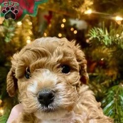 Chubs/Cavapoo									Puppy/Male																/6 Weeks,F2 mini cavapoo. ENS trained. Raised in a loving home. Potty training and stair training has started. The most loveable cuddly puppy ever. Hypoallergenic. Double curl fur, and beautiful unique white markings. Very calm demeanor and extremely chill, but also very playful and lively when encouraged. Unique white markings on chin, forehead, chest and tummy, and paws. Strong, robust and healthy. Both parents are also very well trained and calm, lovable pets.