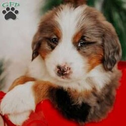 Kingo/Bernedoodle									Puppy/Male																/7 Weeks,Do you love Bernese Mountain dogs but struggle with the heavy shedding then take a look at this puppy. With their somewhat Poodle hair but Bernese happy personality they are sure to please.