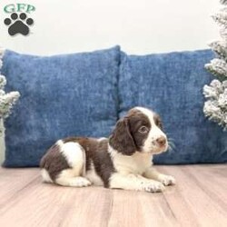 Rusty/English Springer Spaniel									Puppy/Male																/7 Weeks,This sweet and adorable English Springer Spaniel is looking for a forever family!